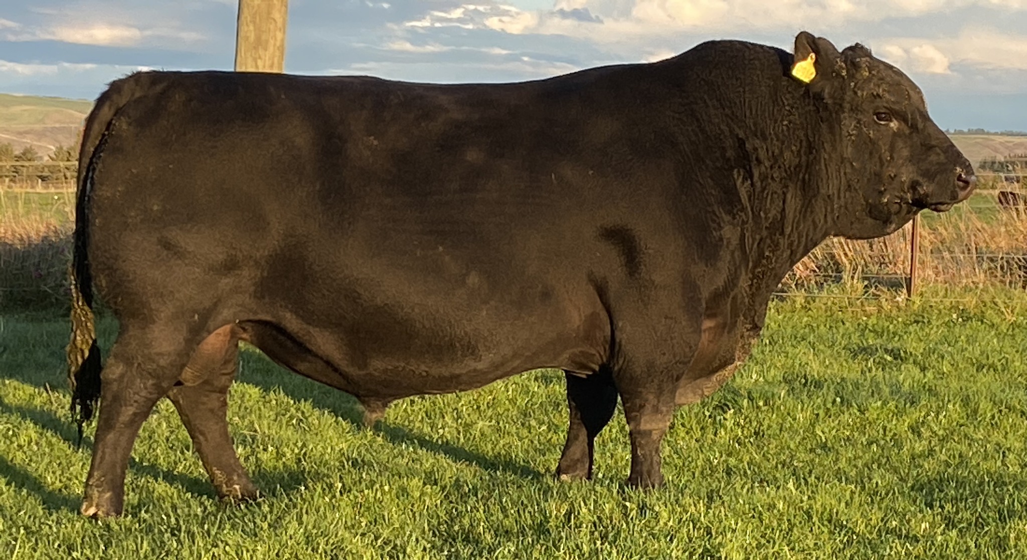 Meadowslea - It is obvious why we named this fellow “Meadowslea Meat ...