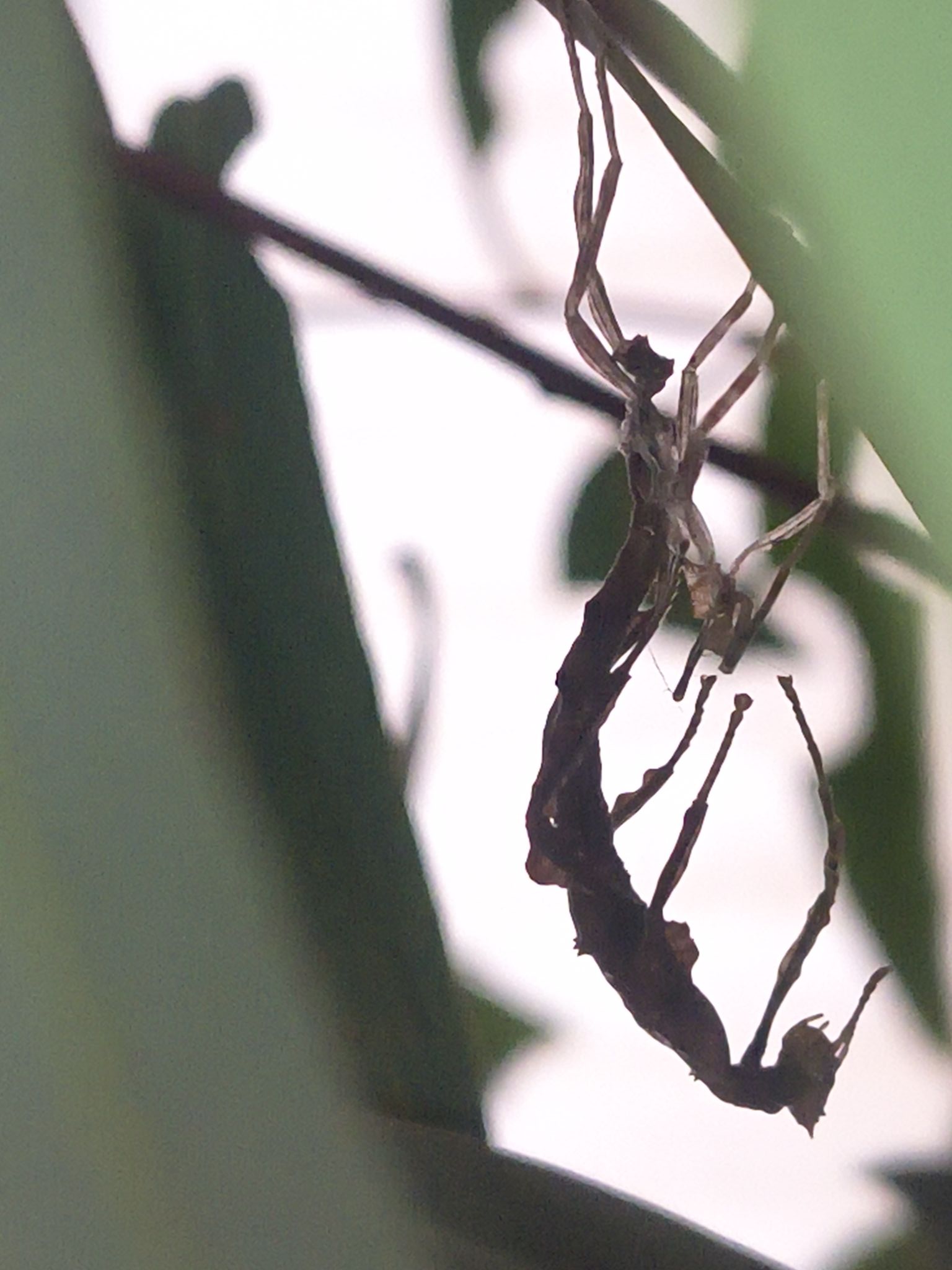 Incredible Insects - spiny leaf insects Canberra | Canberra ACT