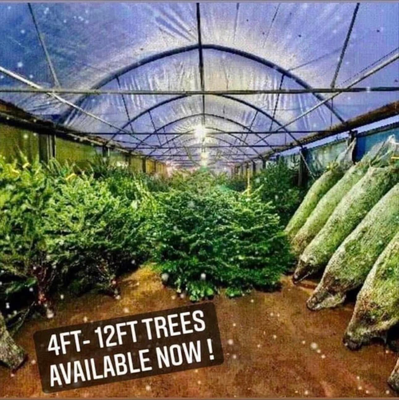 🎄 CHRISTMAS TREES... - Riccarton Garden Centre & Coffee Shop | Facebook