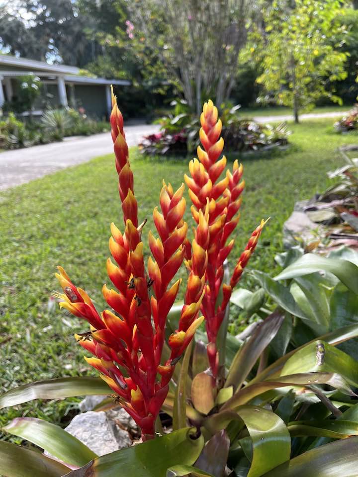 Vriesea ( Moon Tiger x Hawaiian Ruby) seed grown.