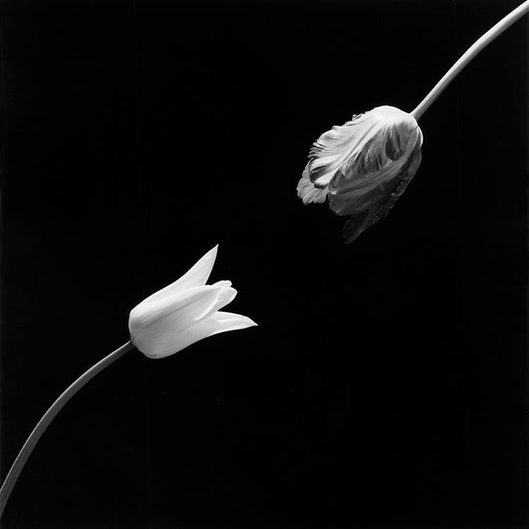 Peter - Memento Mori - Robert Mapplethorpe Photographs from the