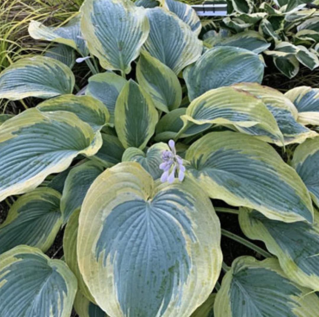 Secret - Will you just look at these colors? We have another offering ...