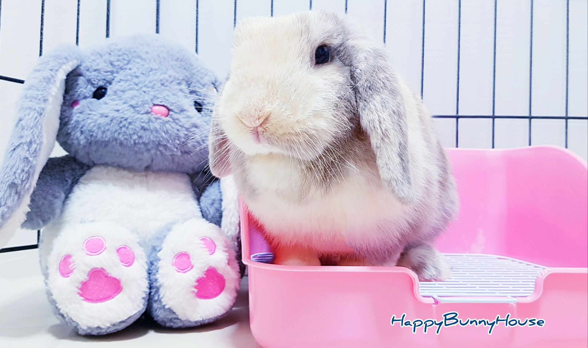 รับฝากกระต่าย แอร์24ชม. Happy Bunny House