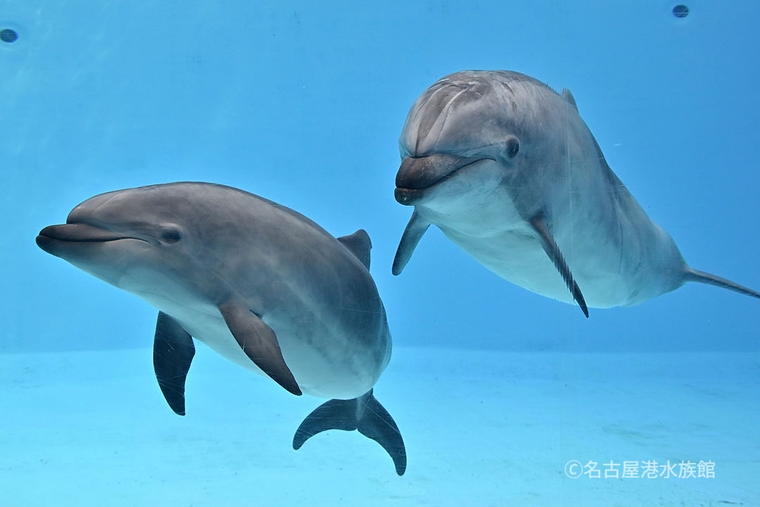 名古屋港水族館限定 ベルーガ ナナちゃんぬいぐるみ GrrOoZpXIAA19m4