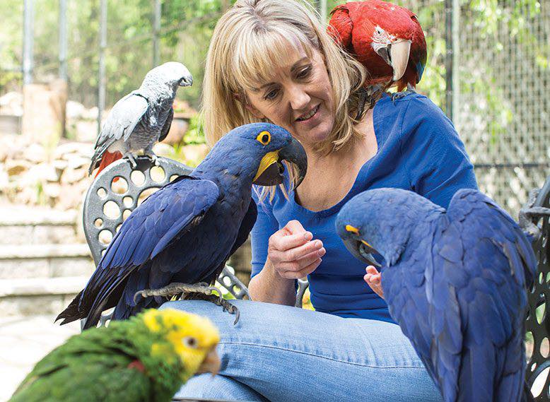 Home for parrots and birds