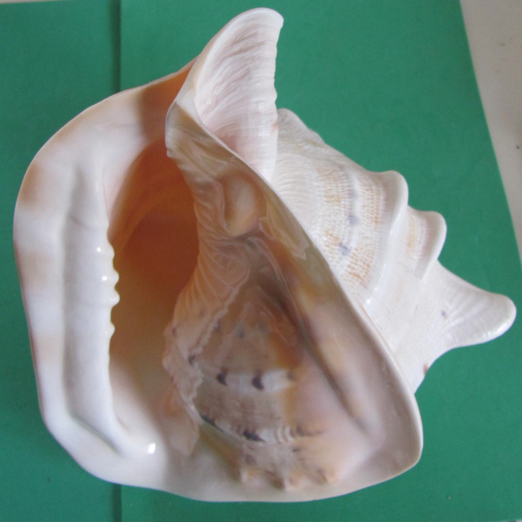 Jim's Seashells - Photos show some large shells used for... | Facebook