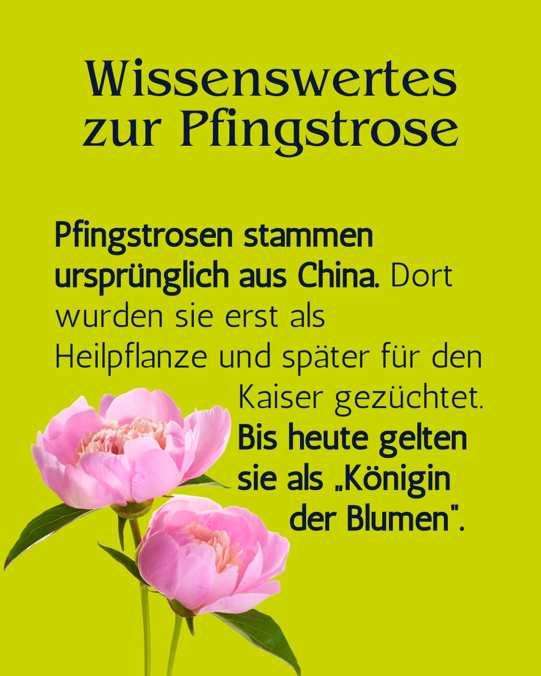 action kunstblumen Künstliche Blumen im Topf – 12 x 24 cm Kategorien. Kategorien: Döner-Restaurant
