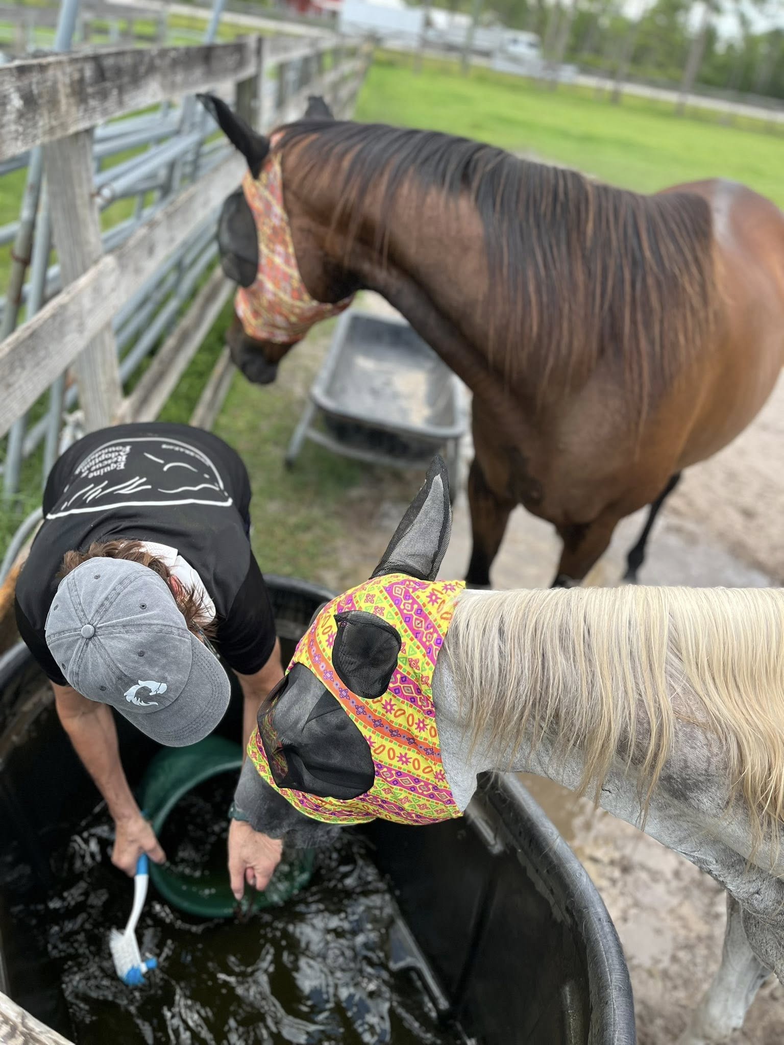 ERAF -... - ERAF - Equine Rescue and Adoption Foundation