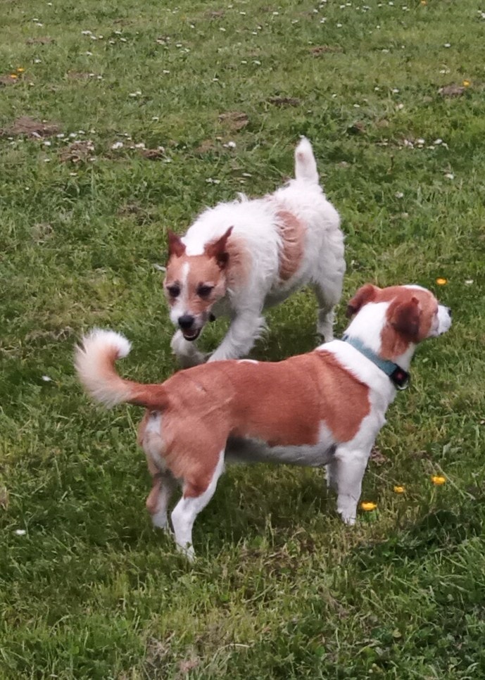 RIP Sammy 5/6/12-18/11/25 Sam, SamSam, Sam the Man... Known for : Doing ...