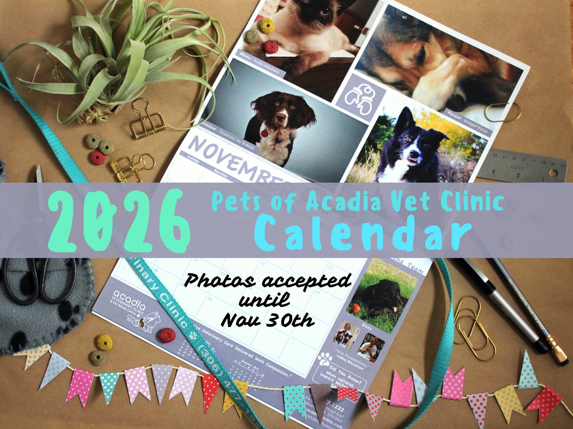 🌟 RVT Month Spotlight:... - Clearspring Animal Hospital | Facebook