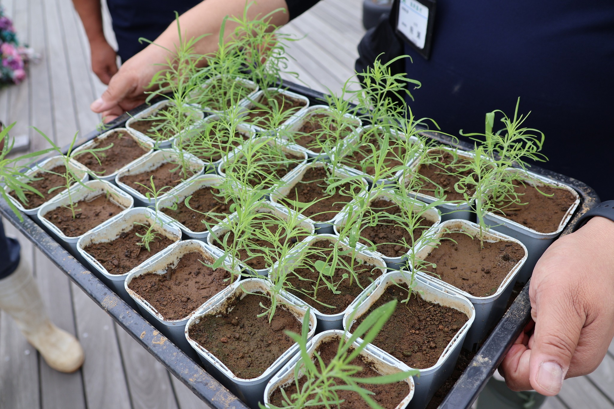 熊本県でコキアの定植をおこないました🌱】 2026年6月17日（水）、熊本