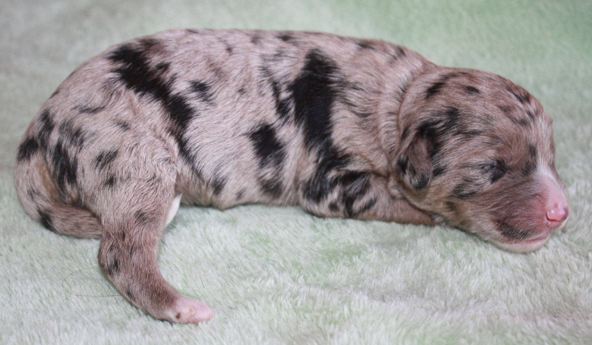 Ruff N Tumble Mini... - Ruff N Tumble Mini Aussie Doodles