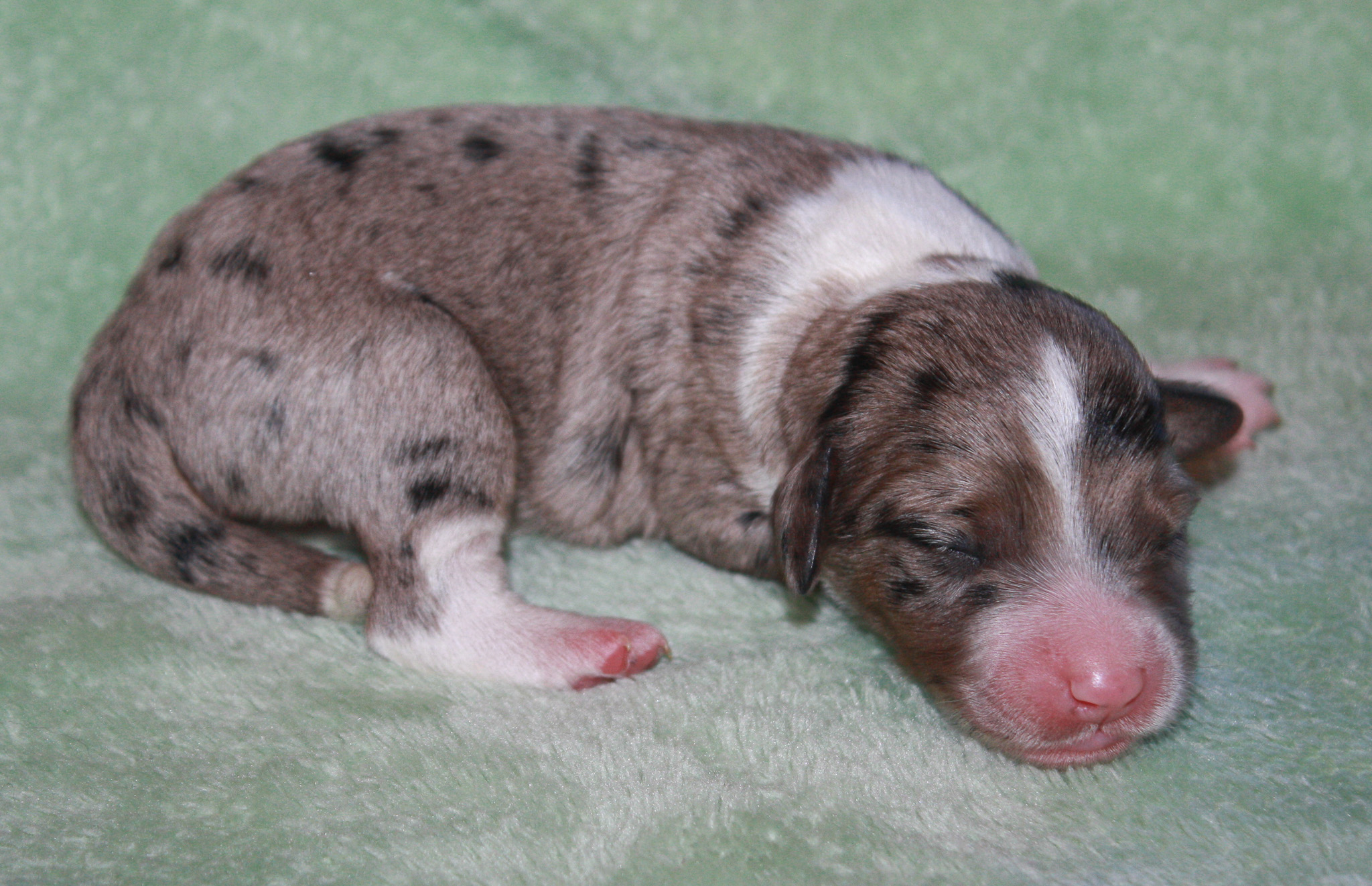 Ruff N Tumble Mini... - Ruff N Tumble Mini Aussie Doodles