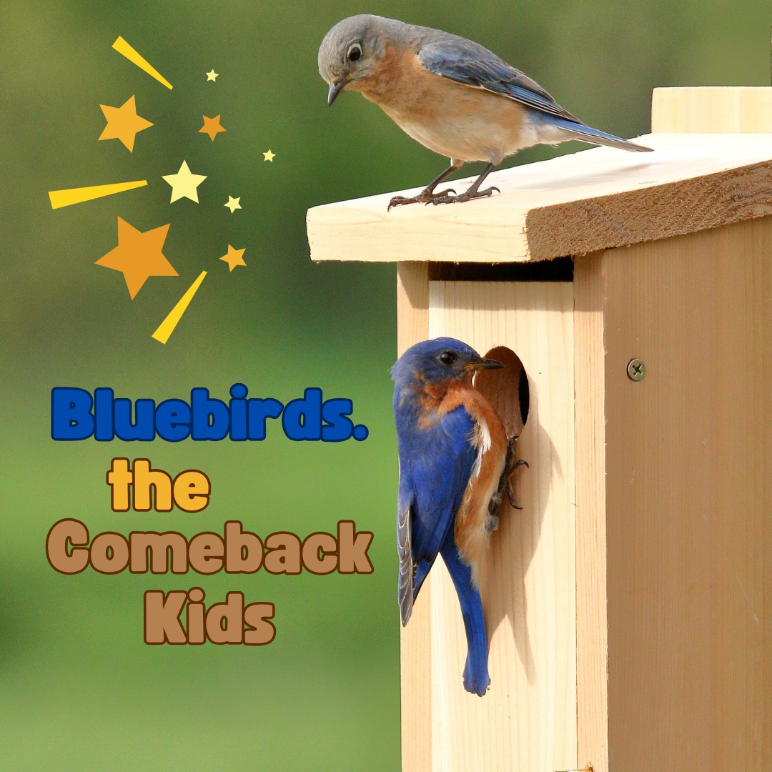 Wild - A Comeback Story Like No Other Once as common as robins ...