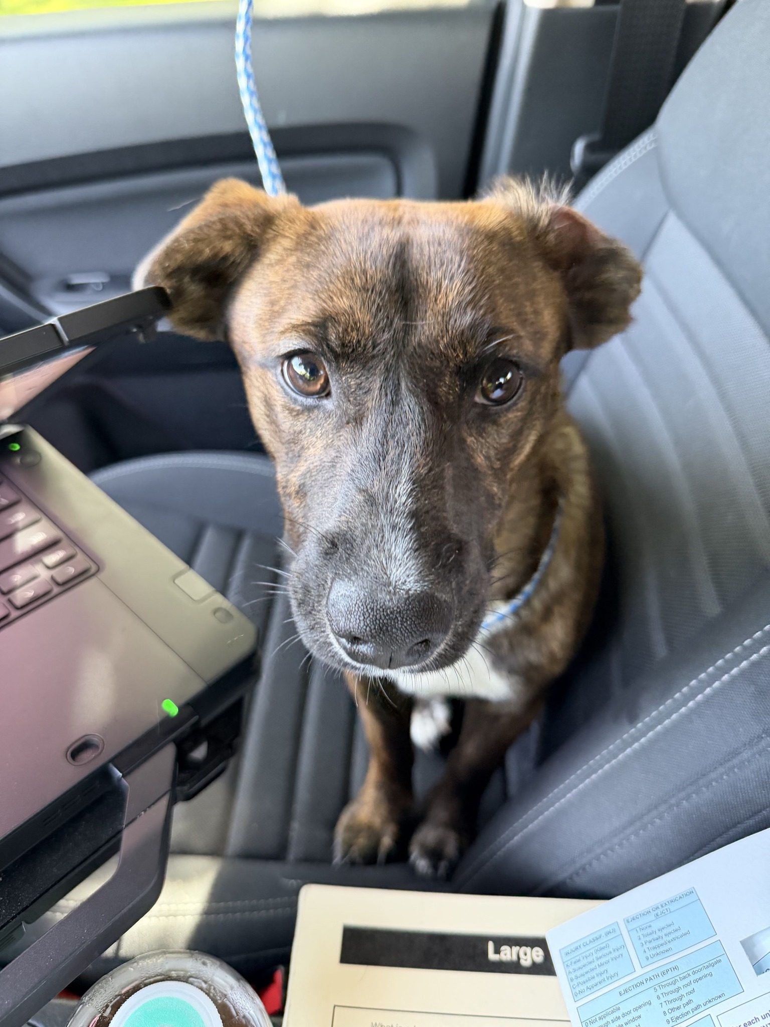?FOUND DOG!? Actually, this is not a dog. This is a professional 