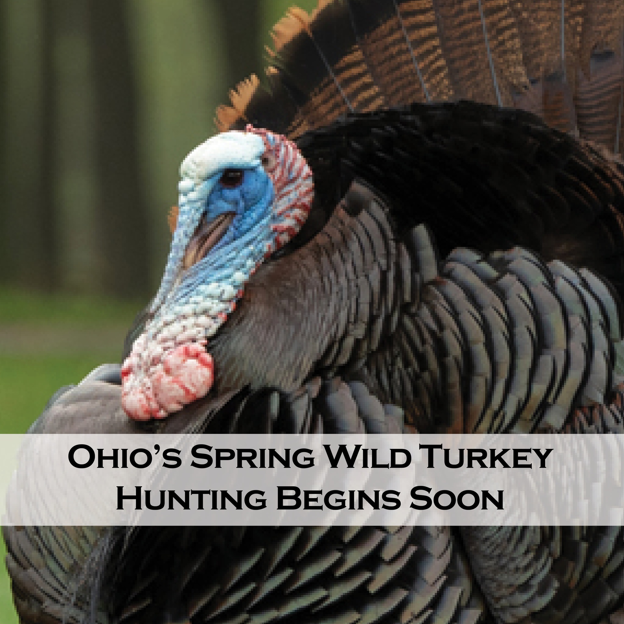 ? Spring youth wild turkey hunting is open April 18-19 in most of 