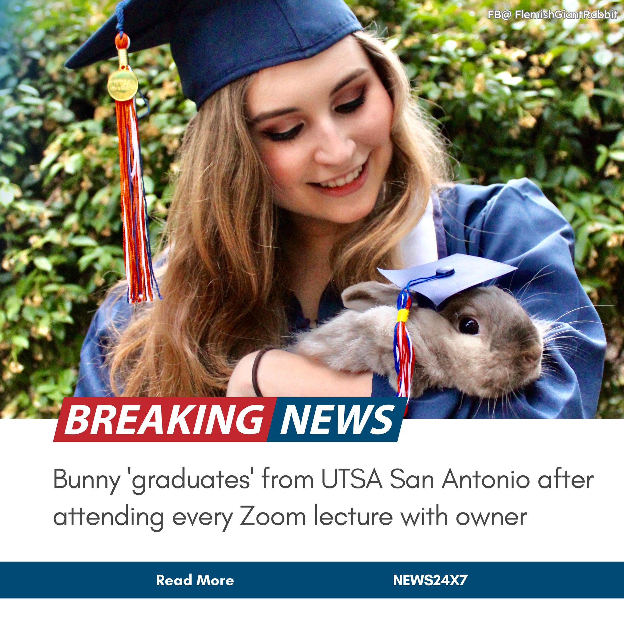 This bunny attended every single... - Flemish Giant Rabbit | Facebook