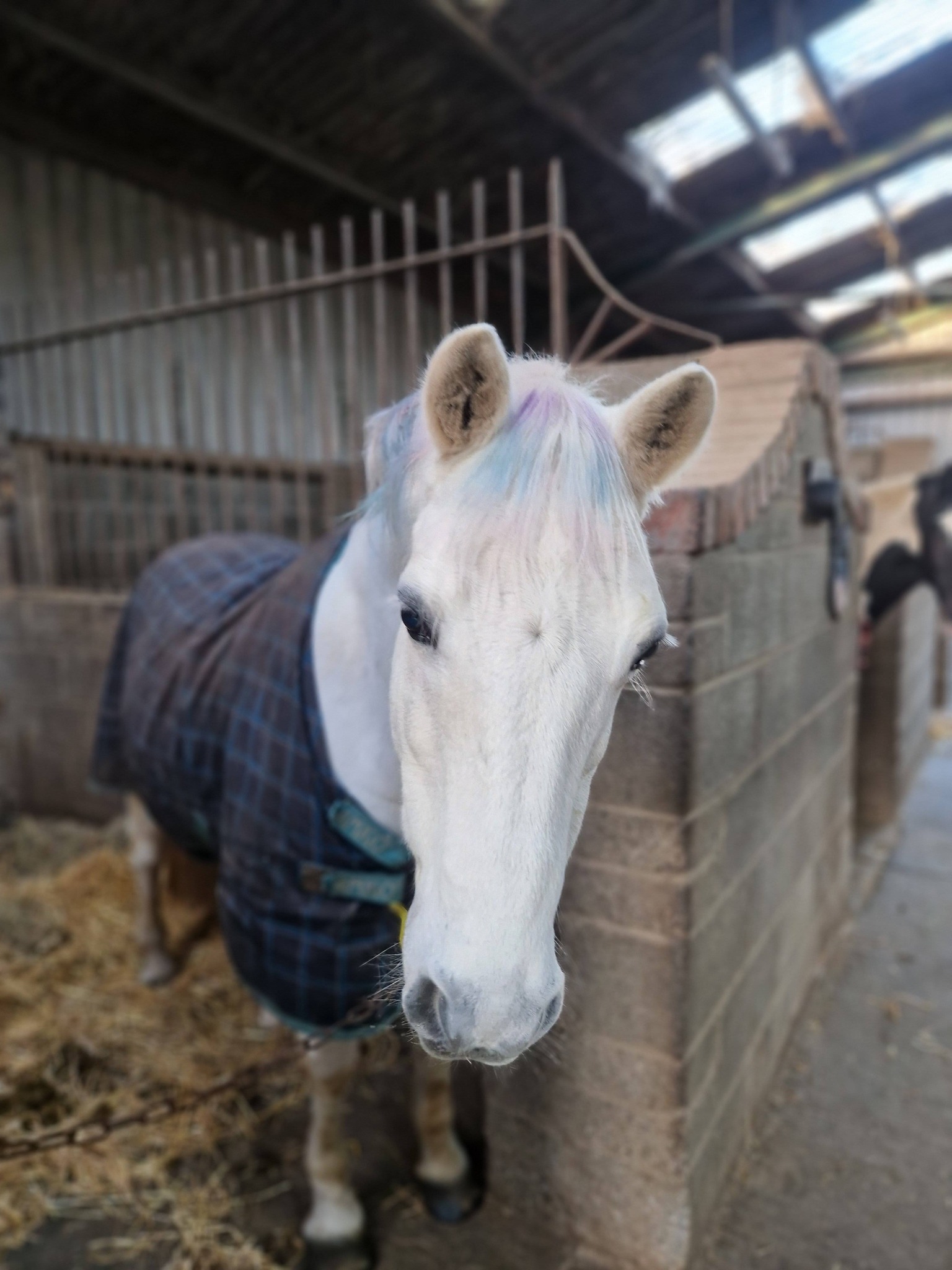 Kilronan Equestrian Centre... - Kilronan Equestrian Centre