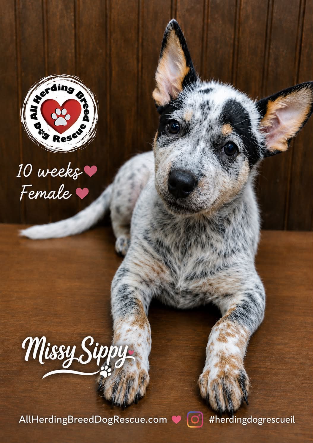 Missy Sippi adopted 💕Thank you for the overwhelming response on