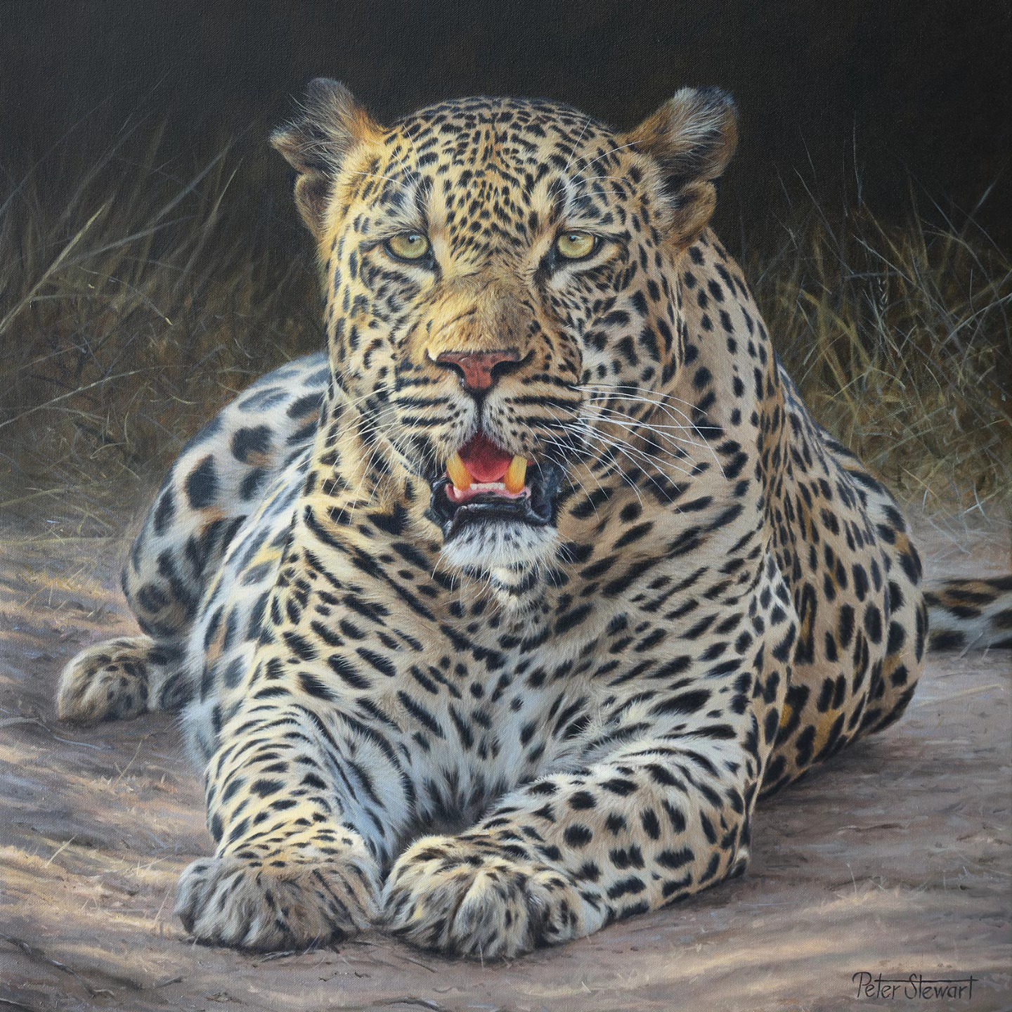Peter - A new leopard painting featuring the well known male leopard ...