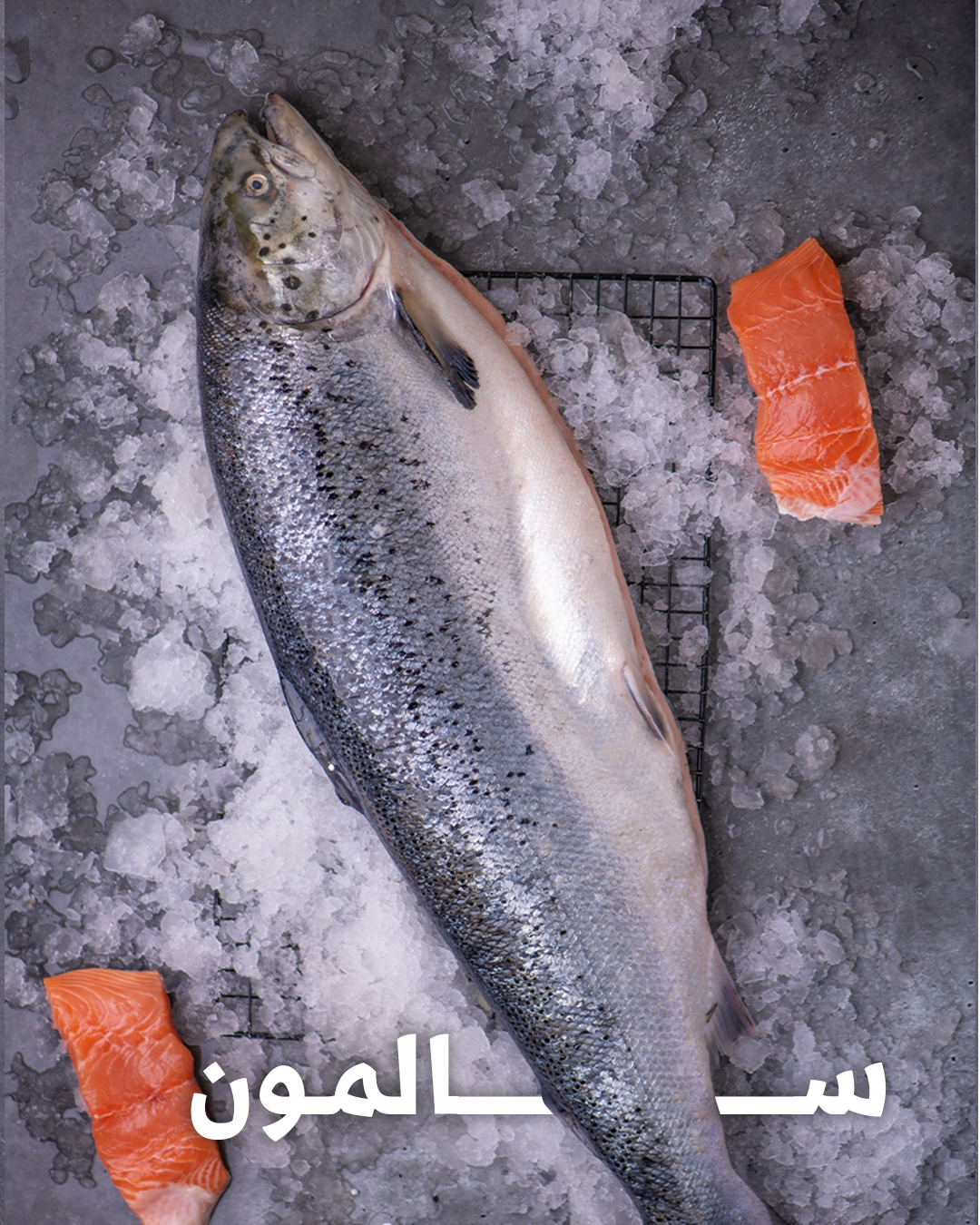 Delmon fish | Mani