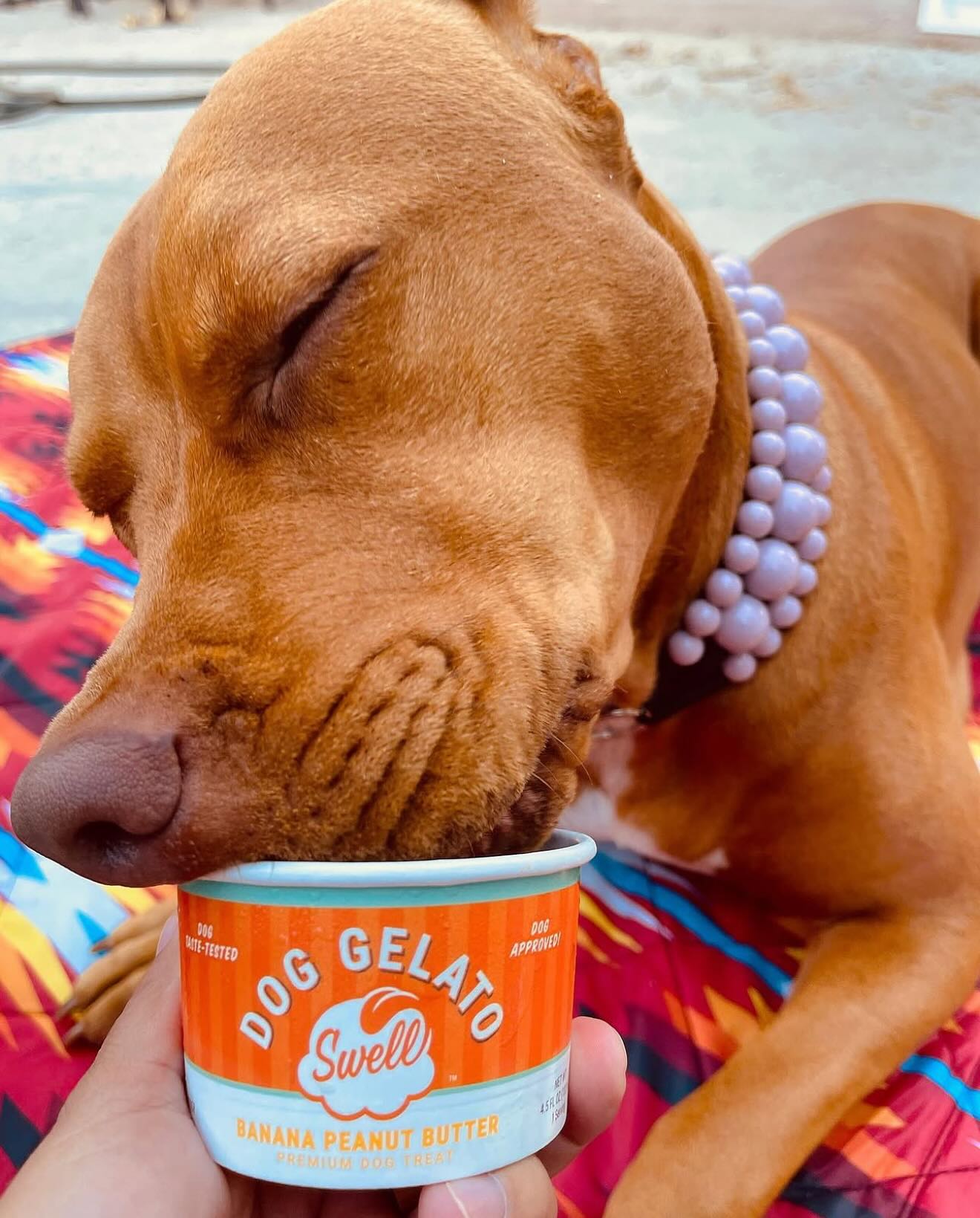 Image showcasing Swell, gelato for dogs