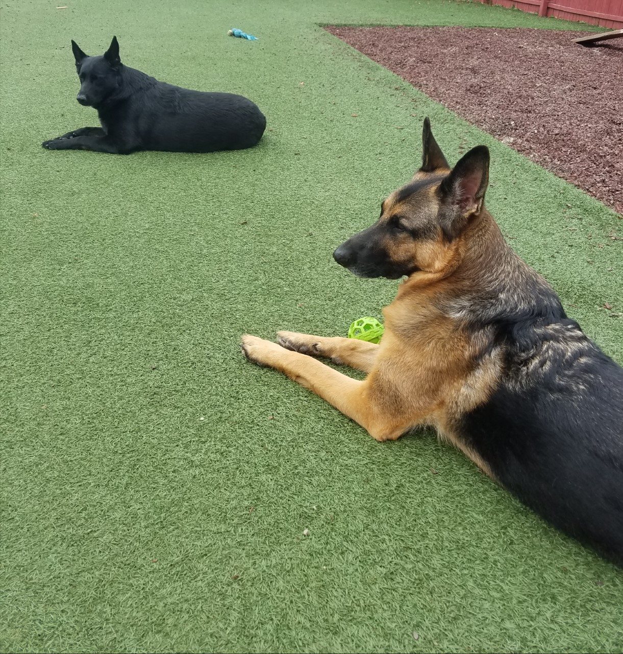 Flynn's Pet Tracking Service