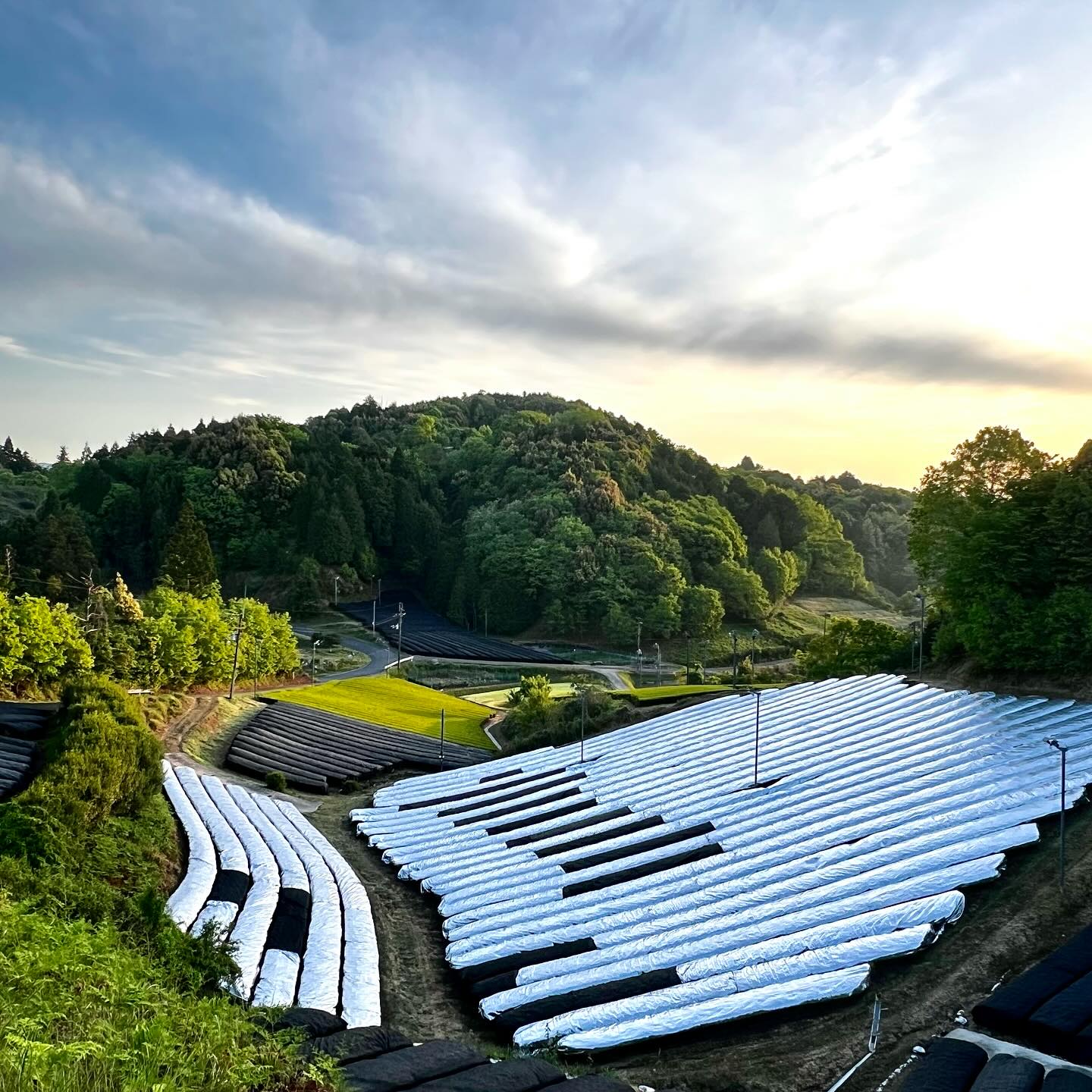 2025年5月8日.月ヶ瀬ぶらり散歩 晴れた朝、5月の風景🌱 早朝の気温