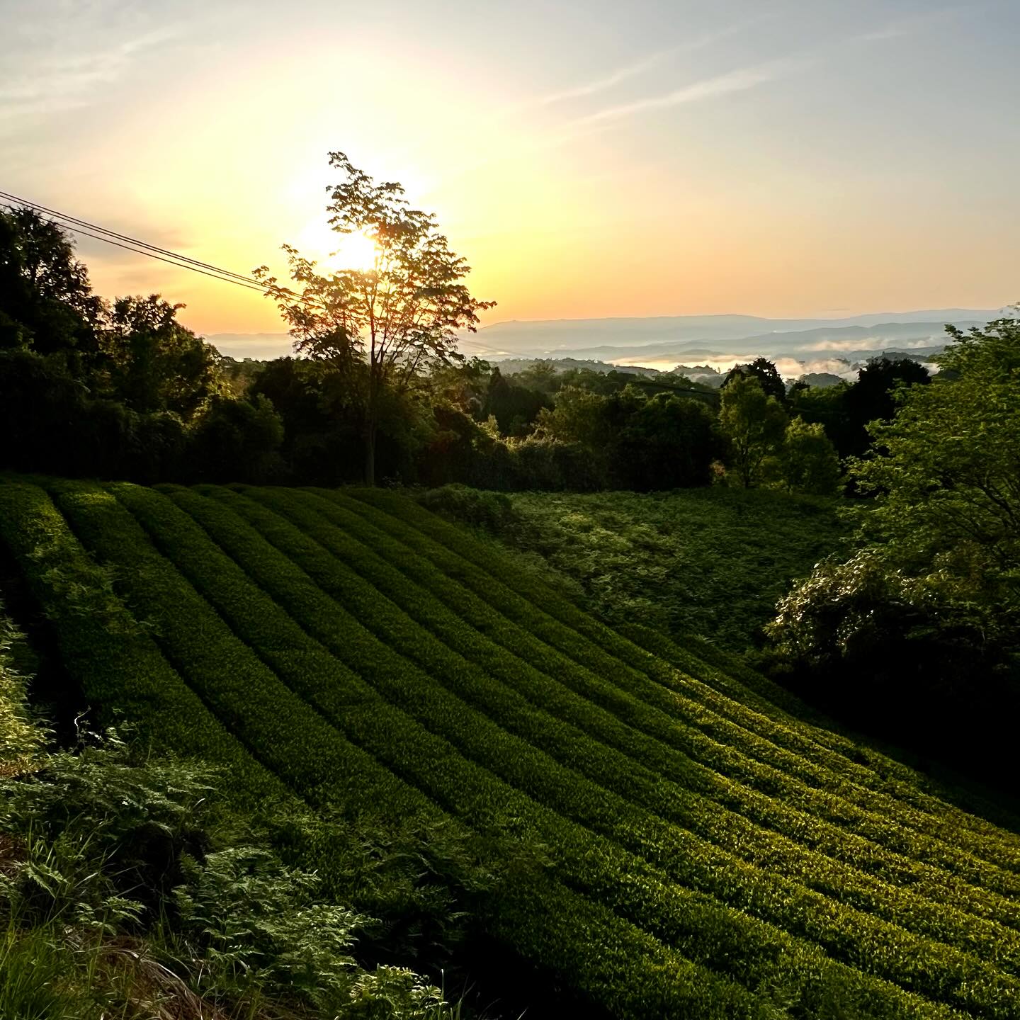 2025年5月8日.月ヶ瀬ぶらり散歩 晴れた朝、5月の風景🌱 早朝の気温