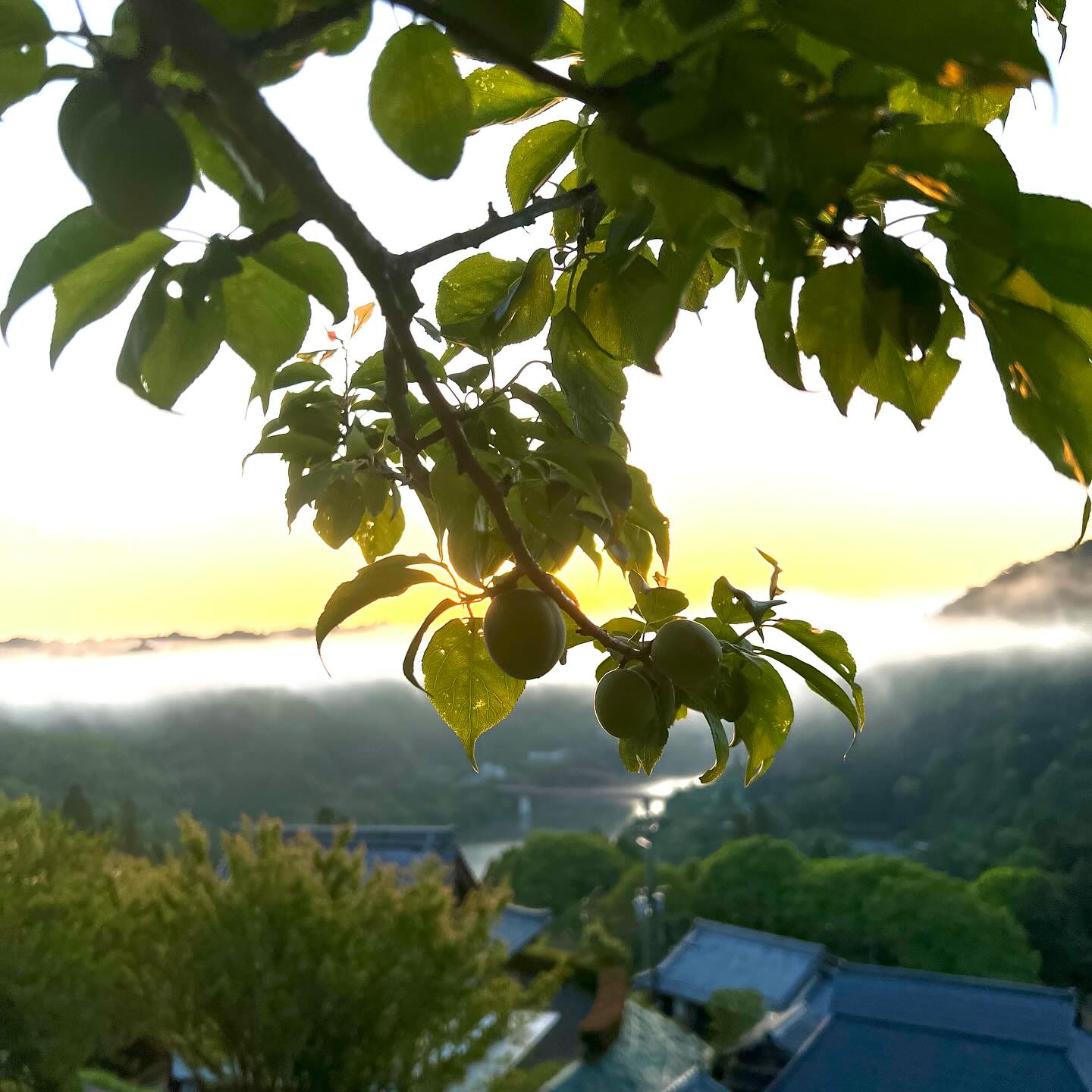 2025年5月8日.月ヶ瀬ぶらり散歩 晴れた朝、5月の風景🌱 早朝の気温