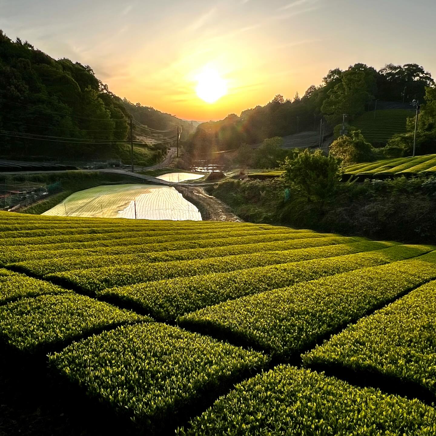 2025年5月8日.月ヶ瀬ぶらり散歩 晴れた朝、5月の風景🌱 早朝の気温