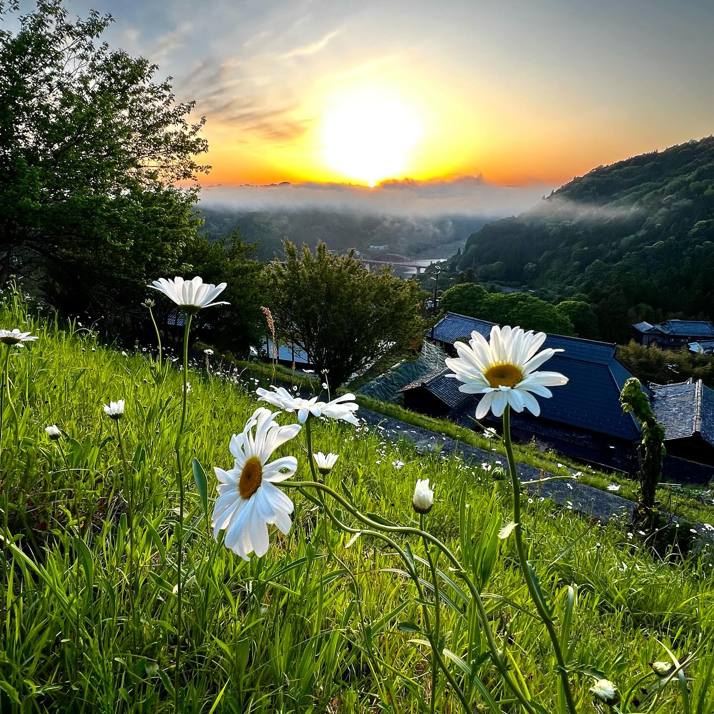 風景 2025年5月8日.月ヶ瀬ぶらり散歩 晴れた朝、5月の風景🌱 早朝の気温