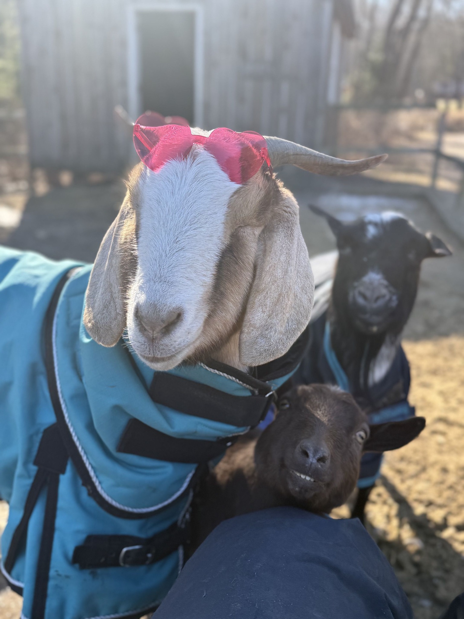 Look at these 3! Little Foot,... - The Riley Farm Rescue | Facebook