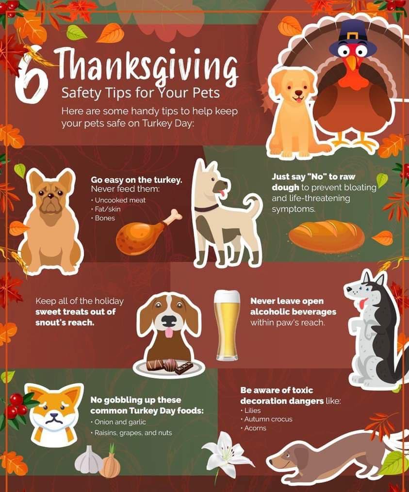 Preventing Gobbling In Dog Breeds Reference: The Prancing Poodle Added A New Photo