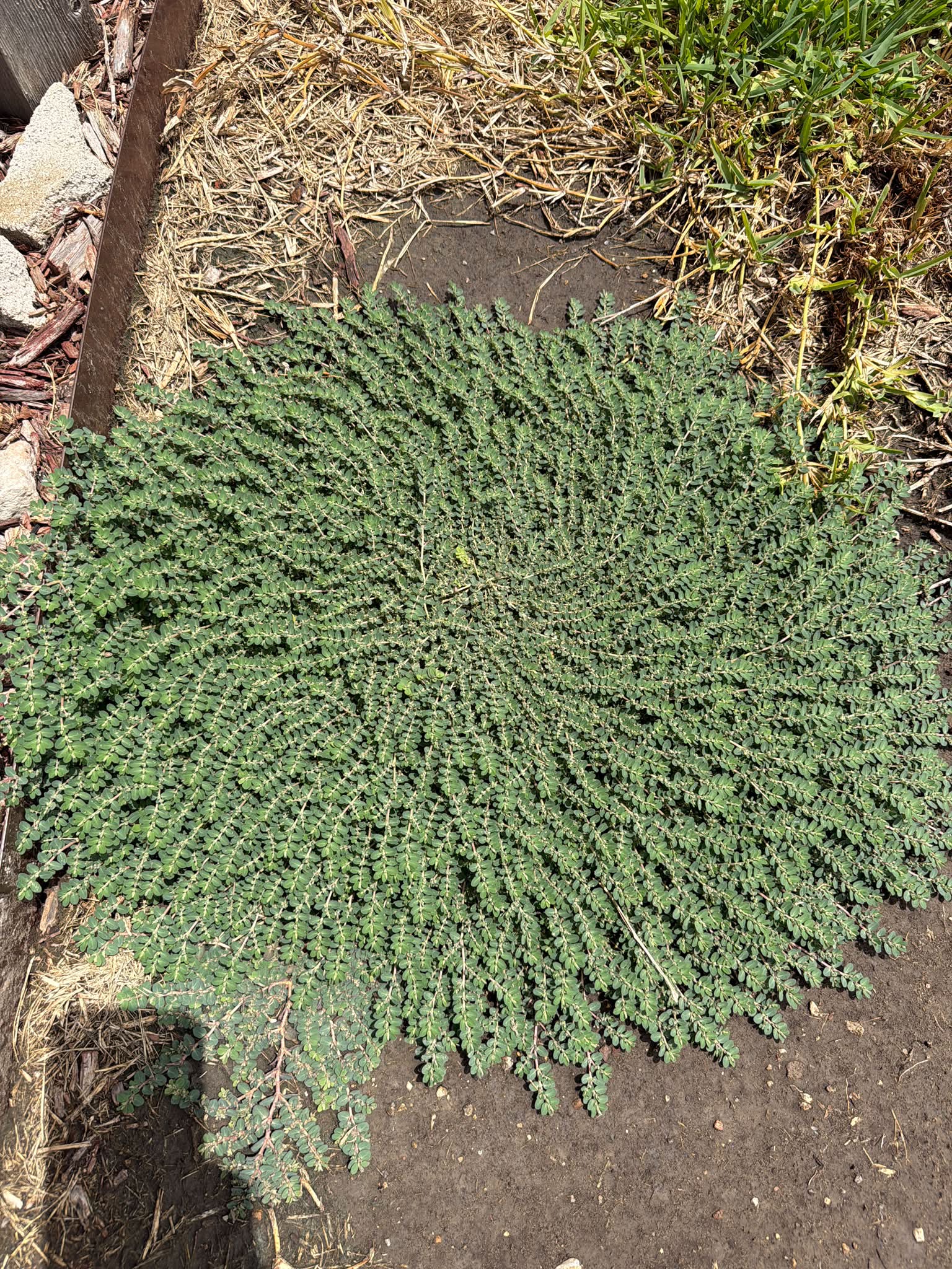 Is this spurge it's taking over my yard
