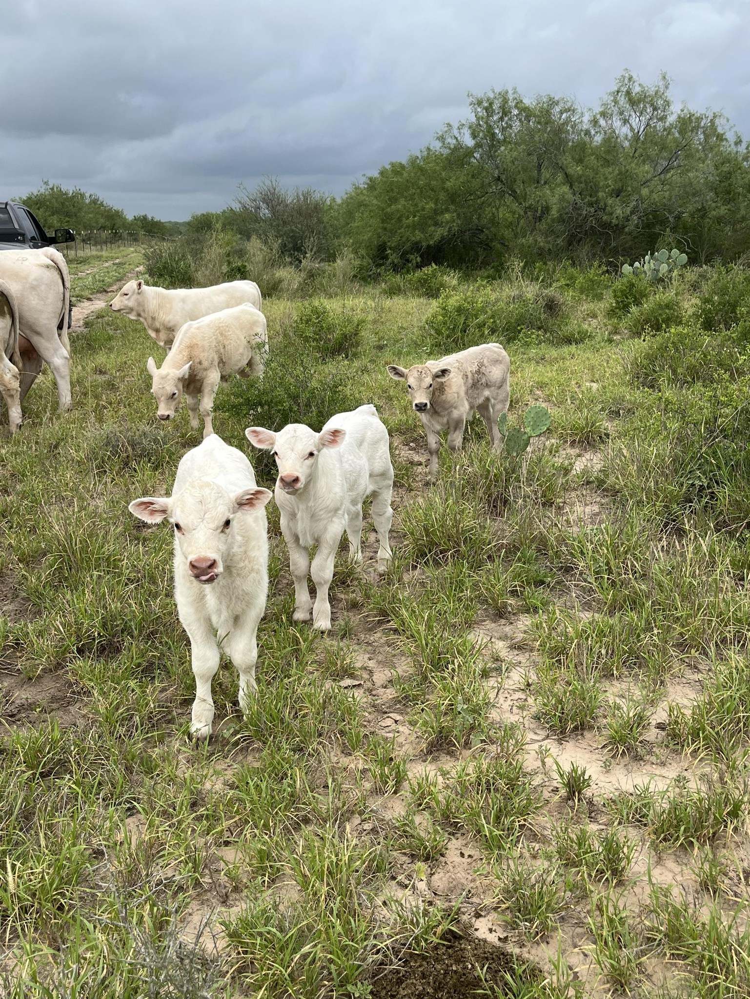 Las Pitas Ranch | Zapata TX