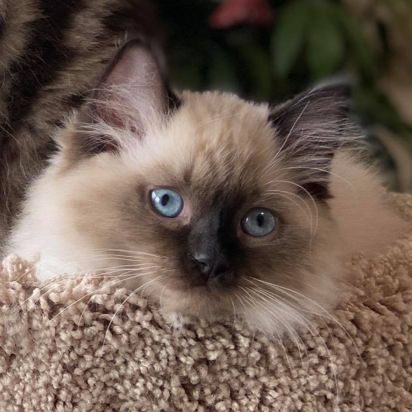 Masterpiece Ragdolls | Olympia WA