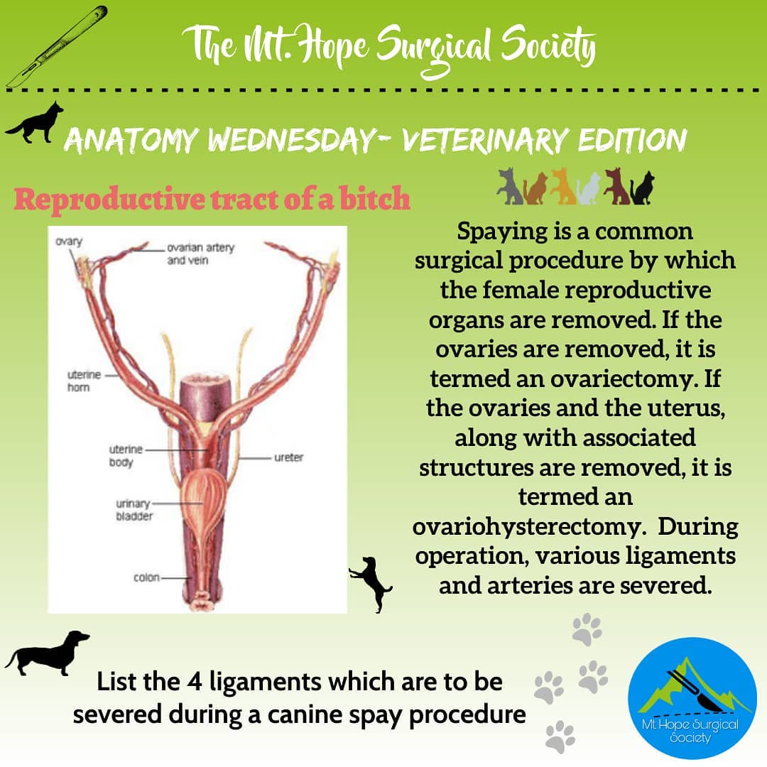 Female Canine Reproductive Anatomy Diagram 550x450
