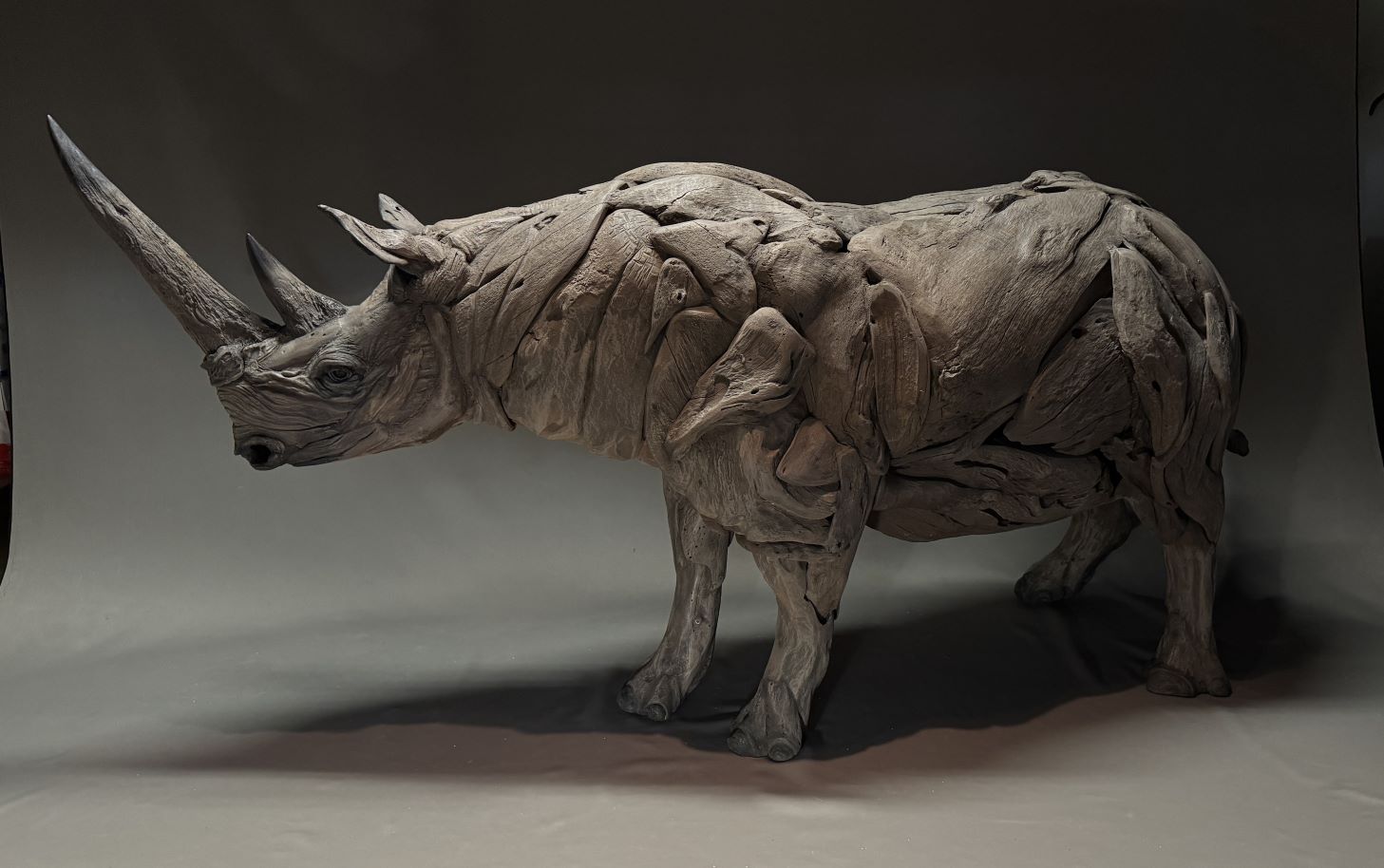 Surprising facts: Rhinos have small brains relative to their large 