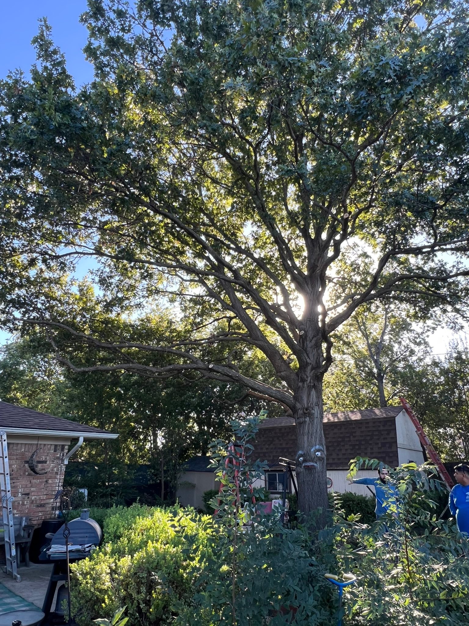 TOP NOTCH TREE CARE | Dallas TX