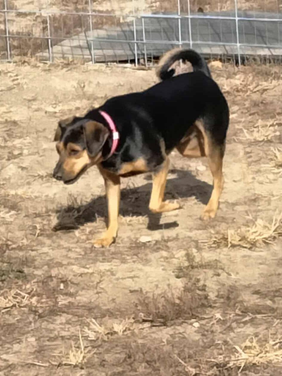 Dog Day Afternoon... - Dog Day Afternoon Doggie Dude Ranch