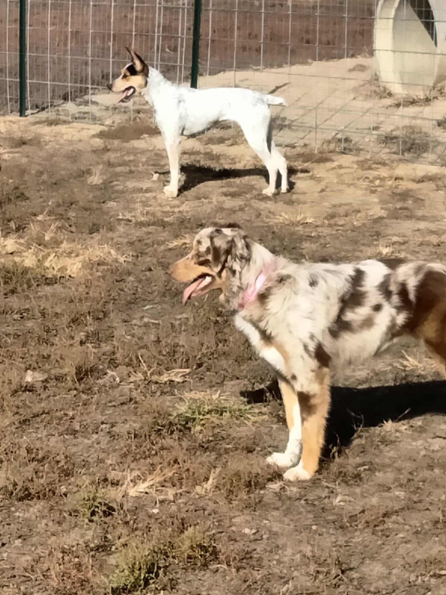 Dog Day Afternoon... - Dog Day Afternoon Doggie Dude Ranch