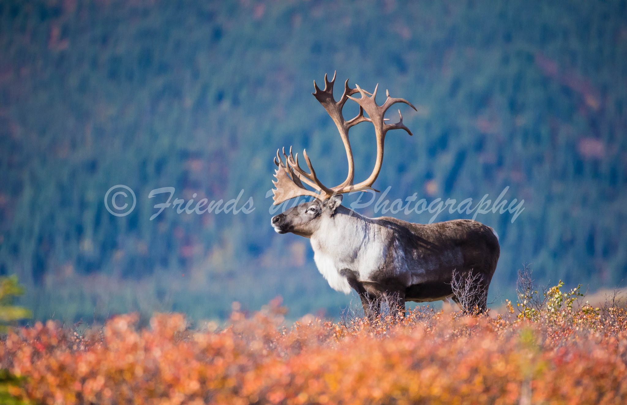 Friend's - Barren-ground Caribou, a nice large bull. Primrose Ridge ...