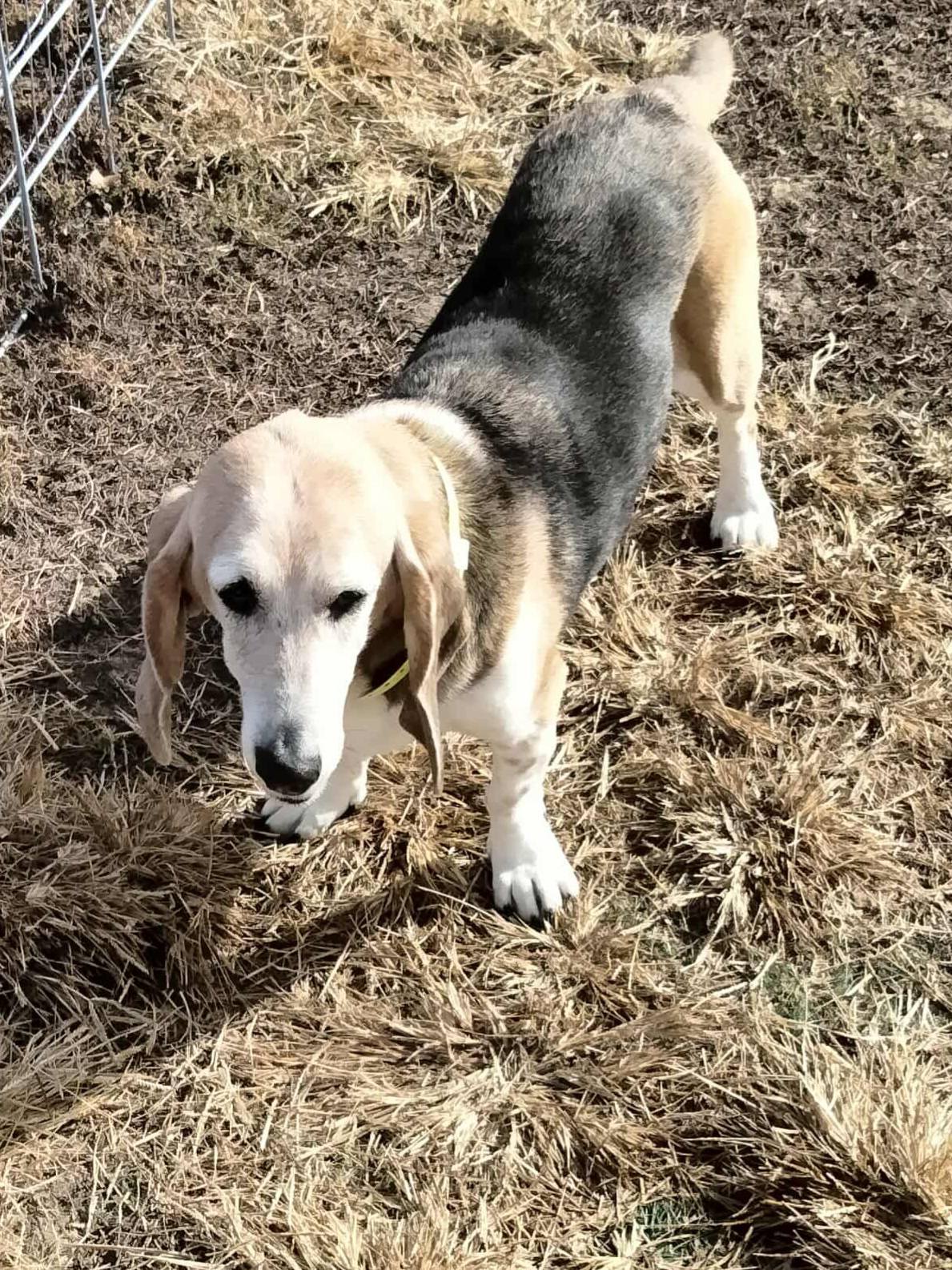 Dog Day Afternoon... - Dog Day Afternoon Doggie Dude Ranch