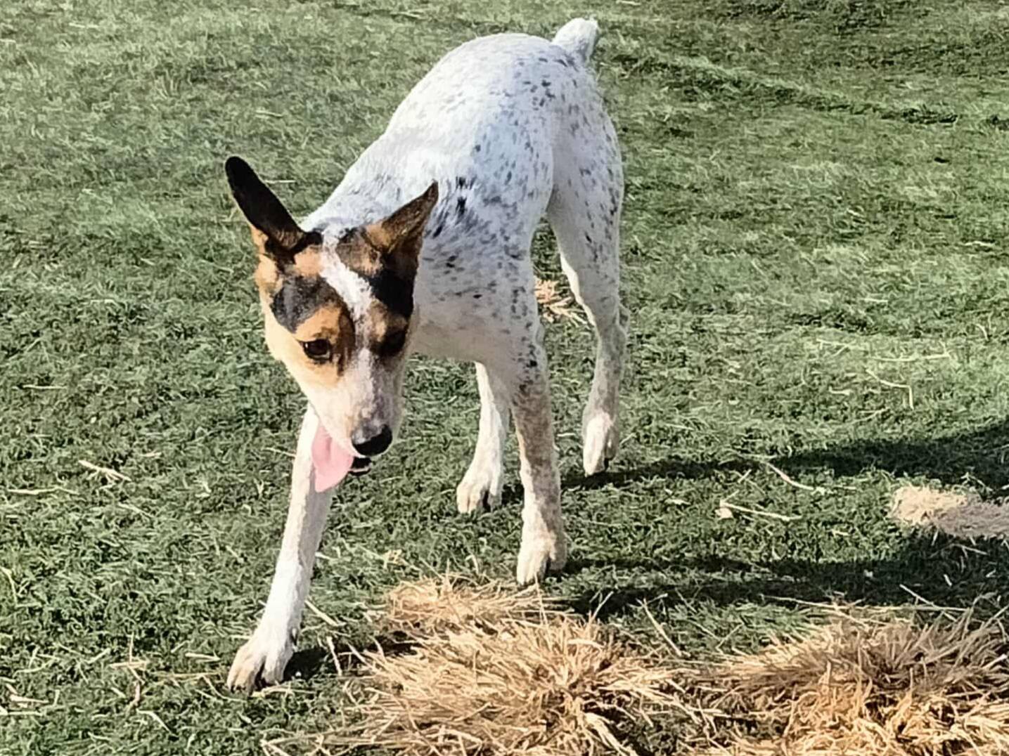 Dog Day Afternoon... - Dog Day Afternoon Doggie Dude Ranch