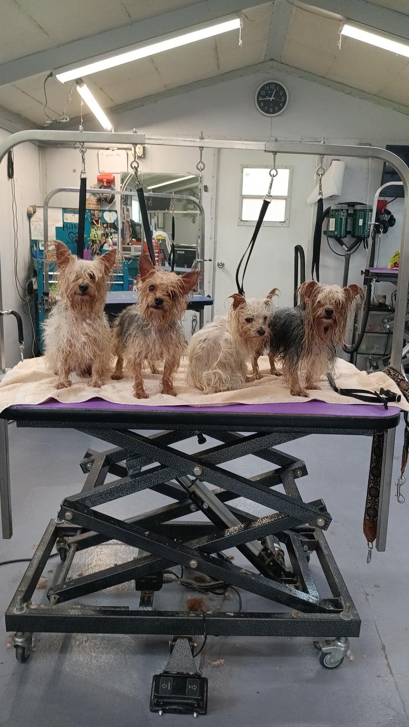 Pet Styles Pet Grooming | Washington WV