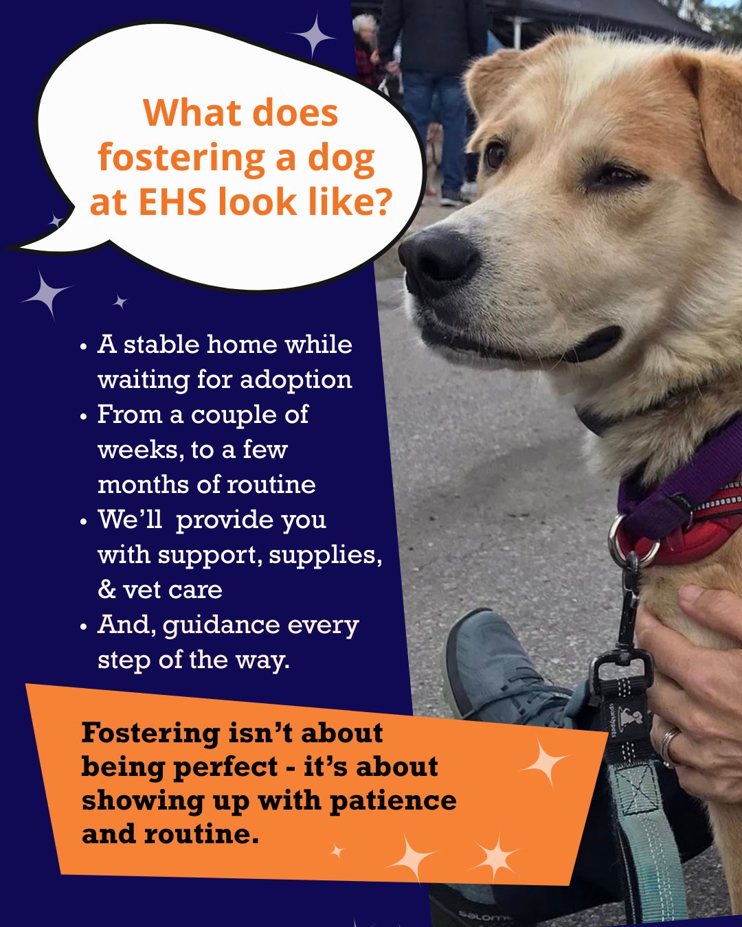 Etobicoke Humane Society - Pictures from our 2015 Leashes in the Park ...