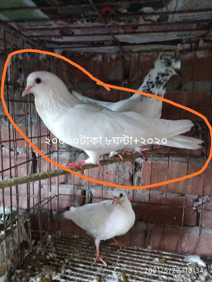 Rajshahi High Flying Butifull Giribaz Kobutor