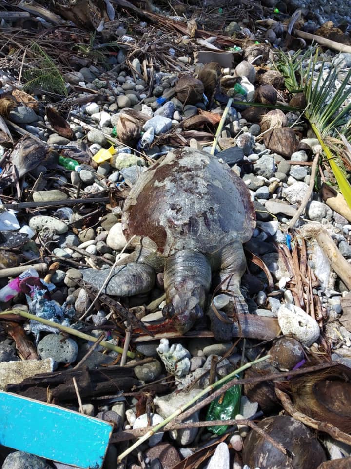 A dead Olive ridley sea turtle stranded... - Visayan Khronika