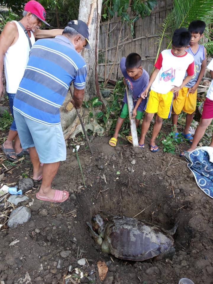 A dead Olive ridley sea turtle stranded... - Visayan Khronika